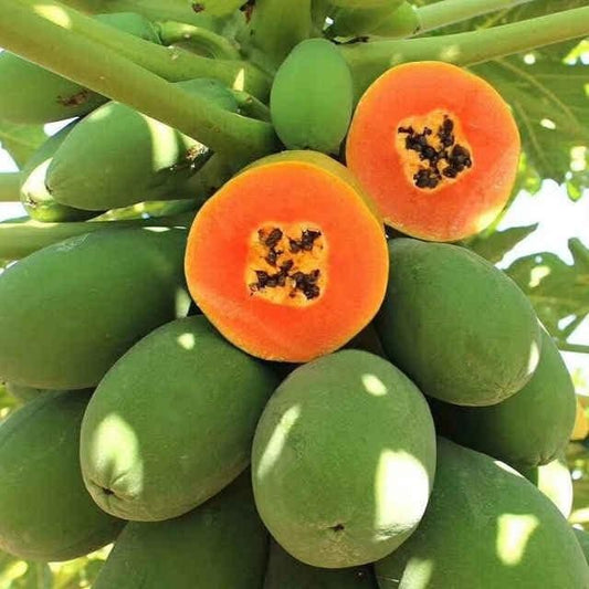 Hybrid Dwarf Papaya Seeds and Free Plant Growth Serum