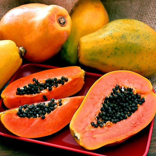 Hybrid Dwarf Papaya Seeds and Free Plant Growth Serum