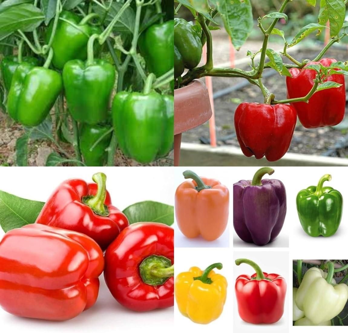 Capsicum Seeds and Free Plant Growth Serum
