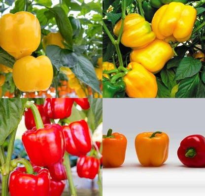 Capsicum Seeds and Free Plant Growth Serum