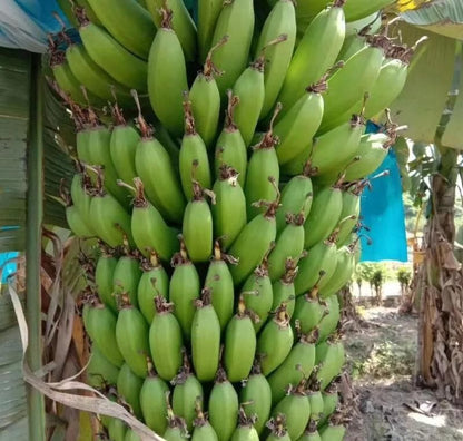 8986